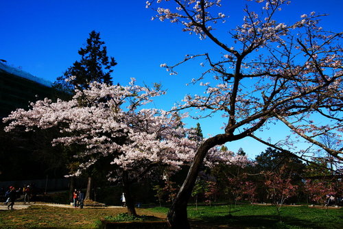 20110323-2.jpg