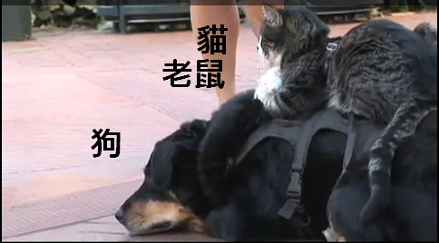 猫狗老鼠不分家