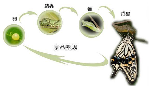 小时候老师都会说毛毛虫
