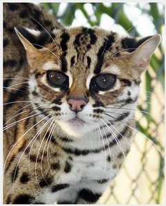 一,虎皮猫(tiger cat)