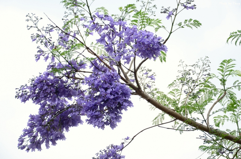 [一日游] 迷人紫花.蓝花楹 by fang