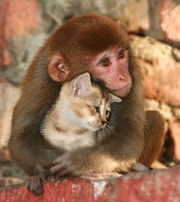 猴子和貓的有情.jpg