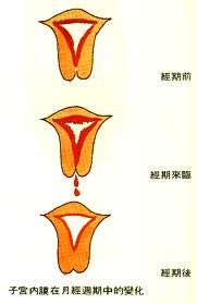 女性月经量少的原因
