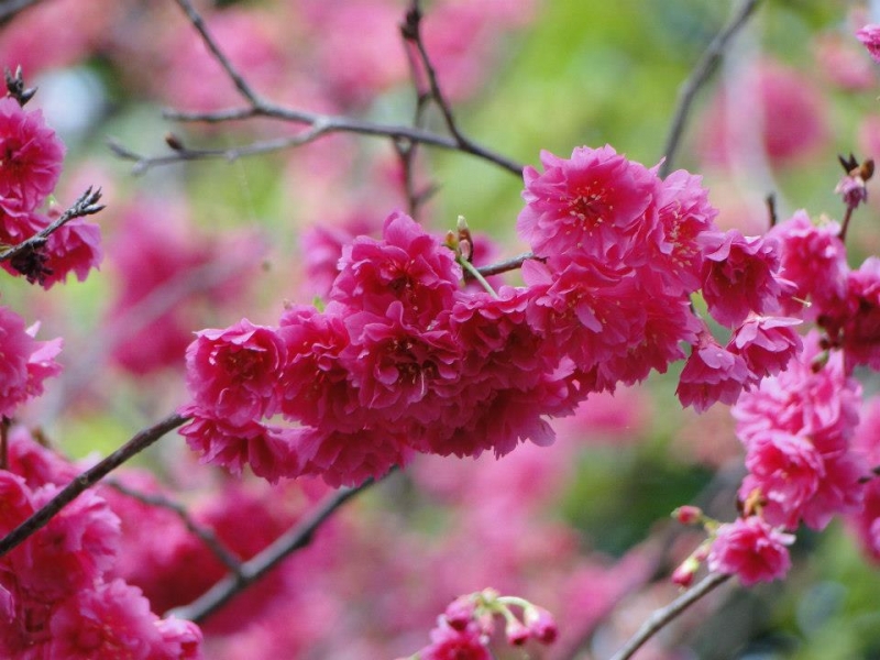 20130207_格致路-山樱花_by阳明山花季.jpg