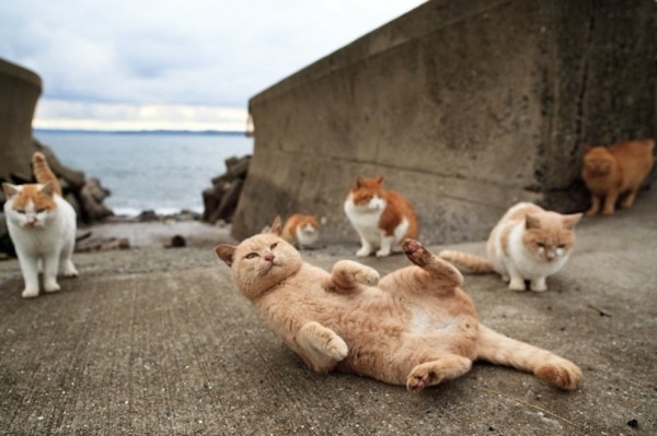 日本的貓島－代田島1-600x399.jpg