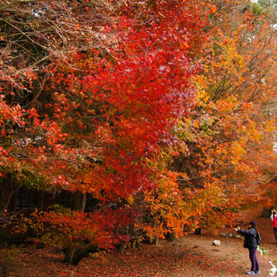 福壽山農場-松廬