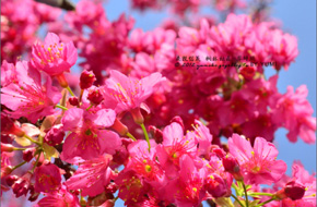 【2013櫻花秘境】玉山草坪頭觀光茶園