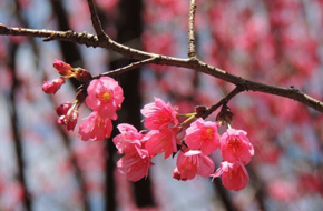 【2013櫻花秘境】土城太極嶺