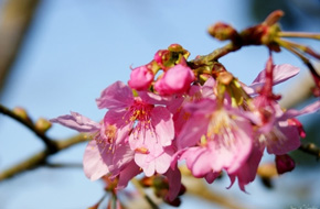 【2013櫻花秘境】南投鹿谷鄉鳳凰谷鳥園