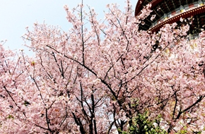 【2013櫻花前線】絕不錯過妳！淡水天元宮的粉櫻❀❀❀