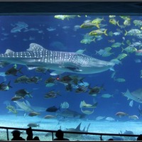 國立海洋生物博物館@ The Beauty of Taiwan :: 痞客邦PIXNET ::