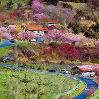 2015武陵農場櫻花季