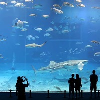 沖繩美麗海水族館的「黑潮之海」 - YouTube