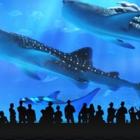 沖繩美麗海水族館|日本觀光,日本通!前所未有,日本最新季節情報 ...