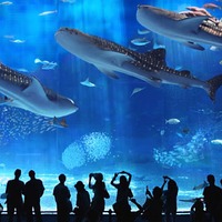 沖繩美麗海水族館旅遊指南| 熱門景點資訊、交通地圖| ezTravel易遊網