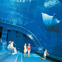 沖繩美麗海水族館- Travel Headline - 旅遊頭條