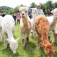 綠世界生態農場(原綠世界休閒農場) 新竹景點玩全台灣旅遊網