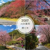 台中和平】 2017武陵農場櫻花季╱再次驚艷登場(2017/02/08 拍攝 ...