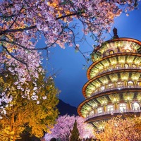 讓我們用影像來緬懷天元宮櫻王吧!-欣攝影-欣傳媒攝影頻道
