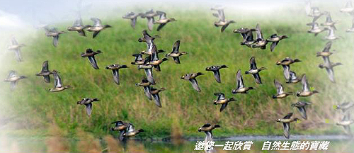 【關渡自然公園】埤塘生態定時導覽-封面