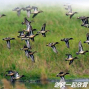 【關渡自然公園】埤塘生態定時導覽-封面