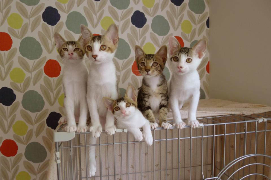 小南園子【咪咪貓貓】貓咪認養會2015-封面