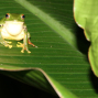 東眼山自然教育中心–青蛙王子的約會-封面