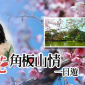 春戀櫻花角板山情一日遊 2017戶外聯誼旅遊（法務部主辦）