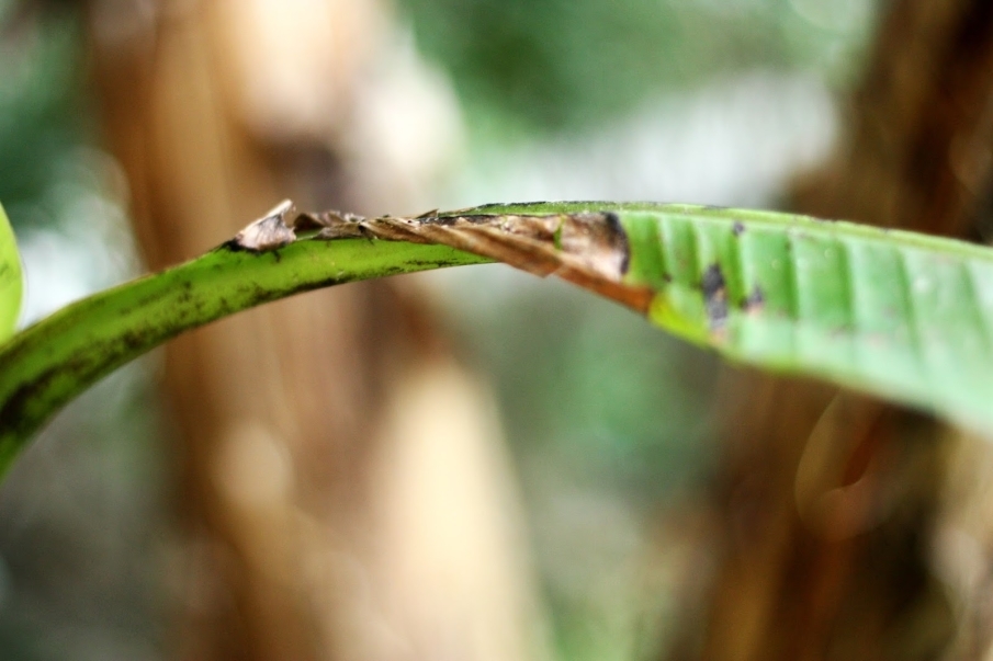 [售票]2017夏季課程招生【心靈寫作工作坊】-封面