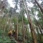 【登山】高島田出屯野生台山