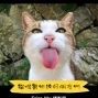 《貓咪與牠的好朋友們》Erica Wu攝影展【2017 好睞】-封面