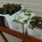 2018 居家有機水耕栽培盒DIY和鮮蔬沙拉製作體驗活動