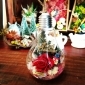 🌼花木植物所💡【燈泡永生花】💡