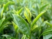 【榮恩茶業】高冷梨山茶買2送1-封面