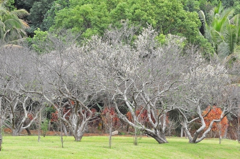 第11屆利卡夢˙梅之宴音樂會-封面 第11屆利卡夢˙梅之宴音樂會-封面