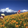 【花東縱谷國家風景區】2009台東地區夏令活動暨產業聯合行銷-封面
