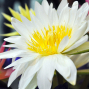 2011白河蓮花節「百蓮好荷」-封面
