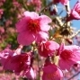 2012阿里山櫻花季-封面