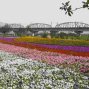 2012年大樹 「花現舊鐵橋」春節賞花活動-封面