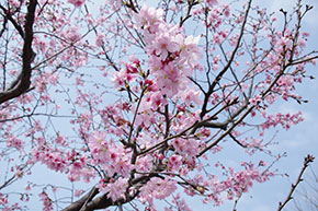 [心得]2016新北市櫻花季-封面