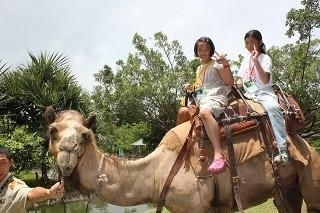 【六福村】「叢林冒險驚奇YA!」動物生態體驗營-封面