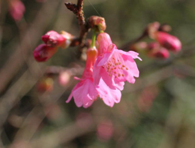【綠葉方舟休閒農場】綠葉方舟山櫻花季 滿園春意-封面