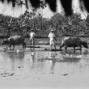 【台南市立文化中心】吾鄉稻香－1960年代台灣農村影像展-封面