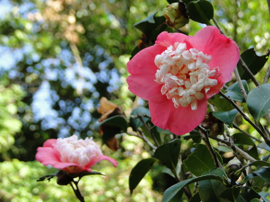 2012台北茶花展-封面