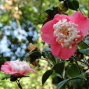 2012台北茶花展-封面