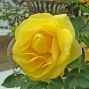 2012陽明山花季系列活動～士林官邸玫瑰季-封面