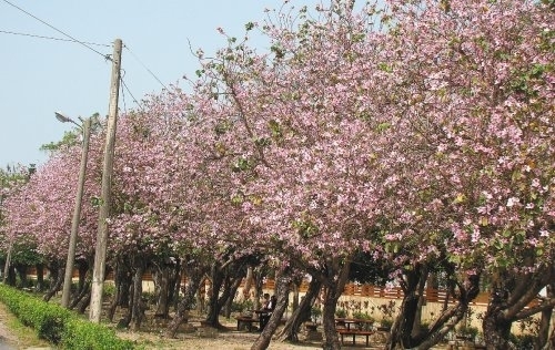 【台糖蔗埕文化園區】印度櫻正美-封面 【台糖蔗埕文化園區】印度櫻正美-封面