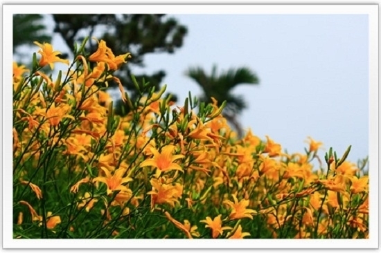 【沐心泉休閒農場】2012黃澄澄金針花季-封面 【沐心泉休閒農場】2012黃澄澄金針花季-封面