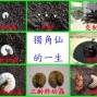 昆蟲夏令營-封面