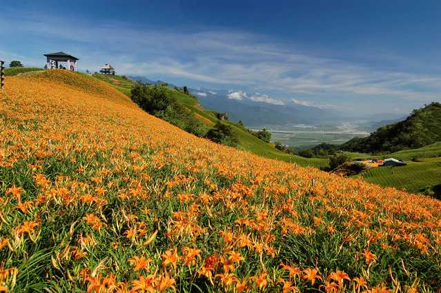 [心得]花蓮金針花季2016-封面
